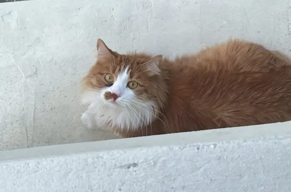 Кошки потеряшки, Москва, фото: Потеряшка кошка Рыжий котик, адрес: Авиамоторная ул., 22/12, Москва