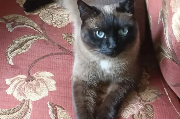 Пропала Сиамская кошка в Московской области