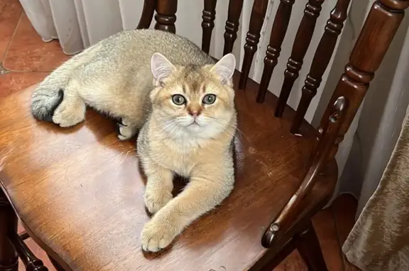 Пропала кошка Кот, светло-рыжий, Московская область