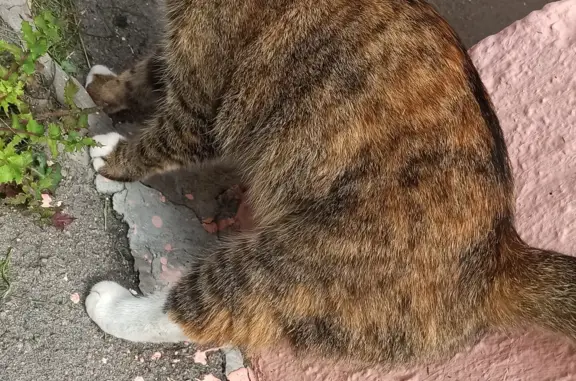 Найдена кошка с розовым ошейником на Изюмской улице, 50, Москва