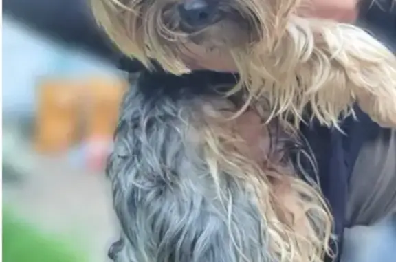 Найдена собака, Москва, фото: Найден Йоркширский терьер, Москва, Первомайский проезд