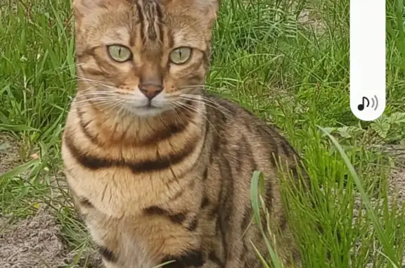 Пропала кошка Бенгал породы в Приморском городском поселении