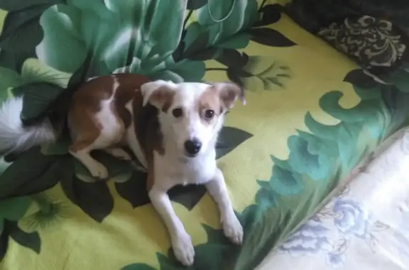 Найдена собака в Новочебоксарске! SOS!