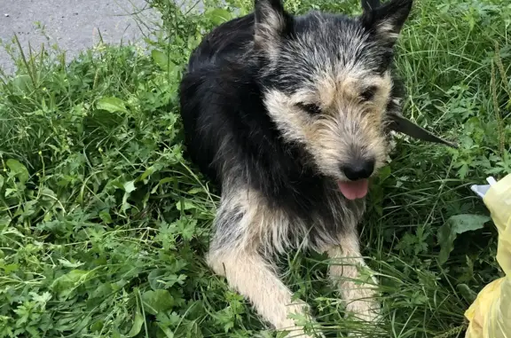 Найдена собака на ул. 40 лет ВЛКСМ, 9, Новокузнецк