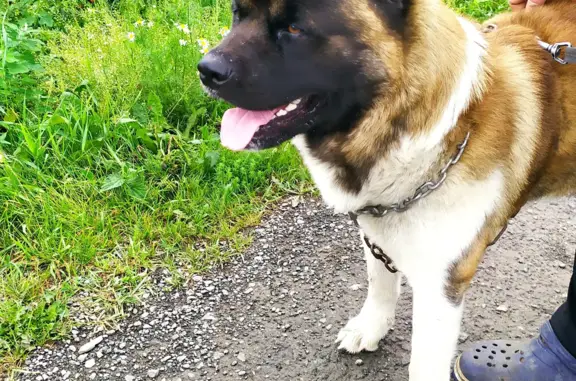 Найдена собака в Белоярском районе, ищем старых хозяев!