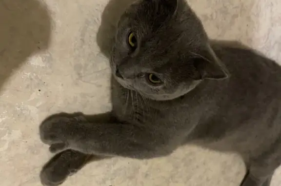 Найден котенок пепельного окраса, ул. Вилкова, 15, Владивосток