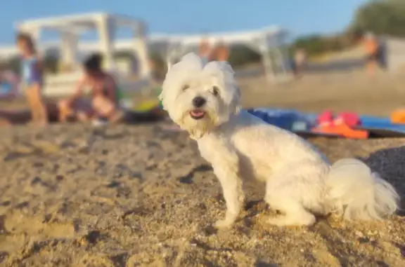 Пропала собака на пляже гостиничного комплекса в Анапе