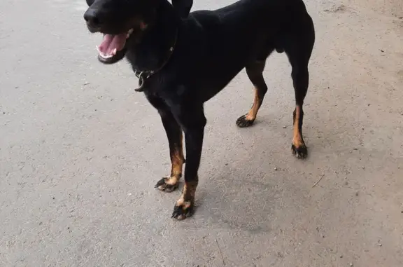 Найдена собака с ошейником, ул. Карбышева, 31, Волжский