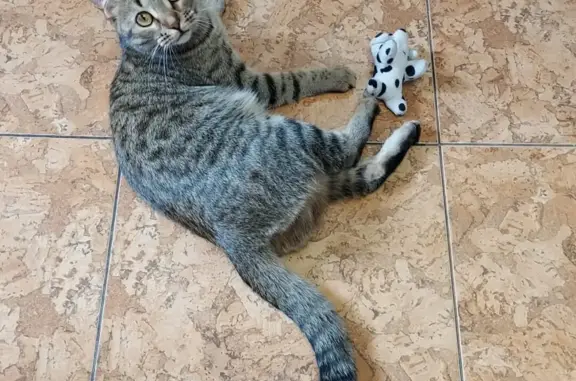 Кошки потеряшки, Новосибирск, фото: Потеряшка кошка на Путевой улице, 5, Новосибирск