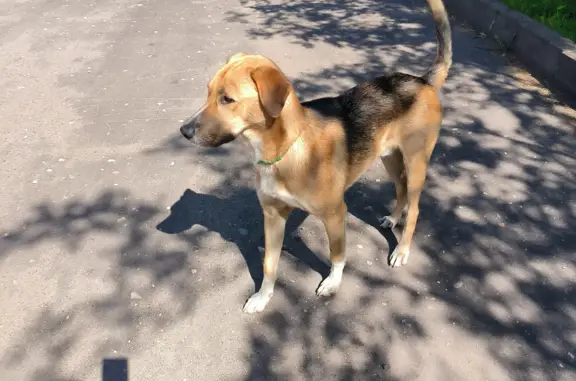 Найдена собака Кобель в посёлке Шевелкино-4, Московская обл.