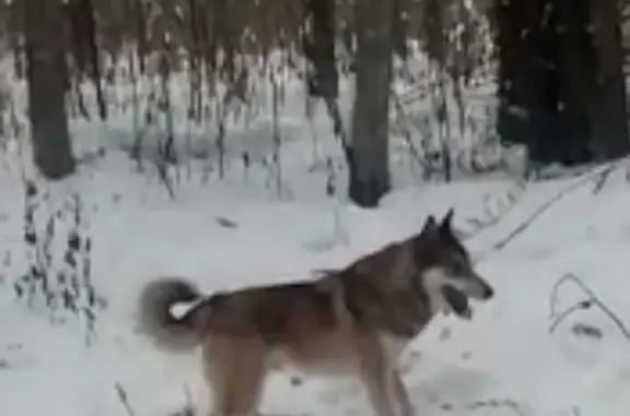 Пропала собака, Возраст 2 года, Пушкинская ул. 214, Ижевск
