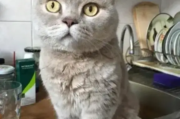 Кошки потеряшки, Санкт-Петербург, фото: Потеряшка кот, британец, 7 лет. Сердечная недостаточность. Приморский пр., 139, СПб.