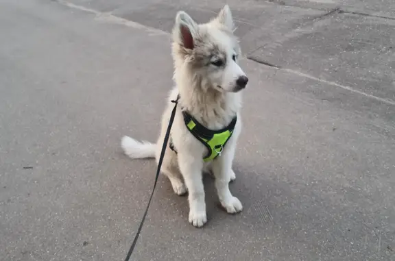 Найден щенок белого цвета с серой спинкой, адрес: Туевая аллея, Москва