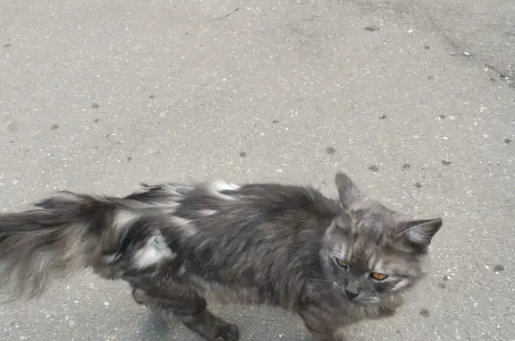 Найдена кошка на Ключевой ул., 6-8, Москва