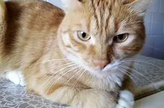 Кошки потеряшки, Новосибирск, фото: Потеряшка кошка на ул. Бориса Богаткова, 258, Новосибирск