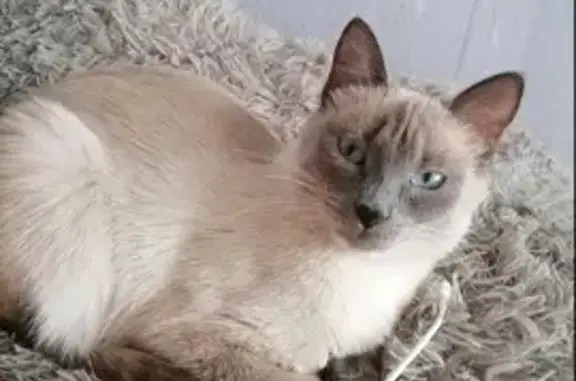 Потерянные животные Улан-Удэ, фото: Пропала кошка в СНТ Энергетик, пр-т Автомобилистов. Помощь нужна!