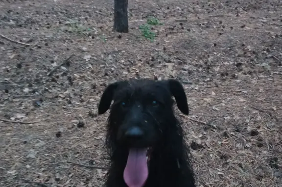 Пропала собака Макс в Новосибирске