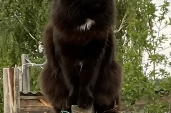 Пропала кошка Буся, черного цвета с белыми пятнышками, адрес: Камышинская улица, 43, Ульяновск