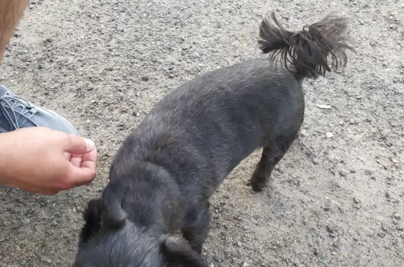 Найдена собака, Санкт-Петербург, фото: Срочно найдена собака с переломом на Ветеранов, 144