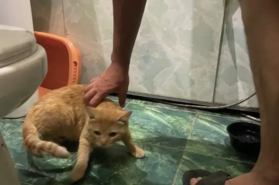 Найдена рыжая кошка на пр. Кирова, Томск