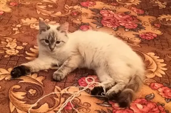 Пропала кошка Кошечка на ул. Карла Маркса