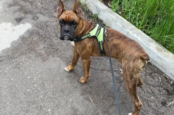 Потерянные животные Таганрог, фото: Пропала собака Тигран, Подгорная ул. 46, Таганрог