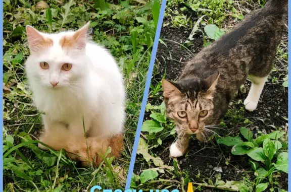 Найдены две кошки, ищут любящих хозяев, Екатеринбург, бульвар Культуры, 16