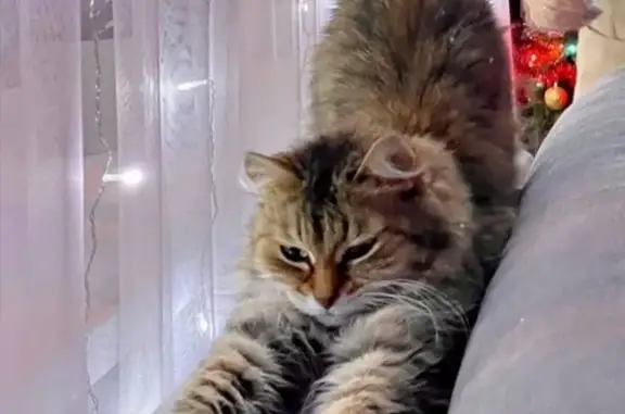 Кошки потеряшки, Санкт-Петербург, фото: Потеряшка пушистая кошка на Сибирской улице