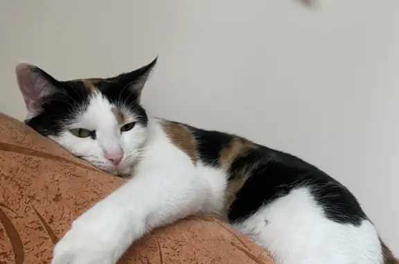 Потерянные животные Москва, фото: Пропала кошка Тося, Большой Кондратьевский переулок, 4 с1, Москва