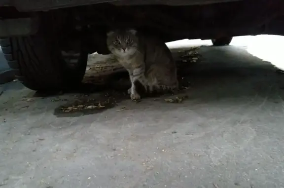 Найдена кошка, Москва, фото: Найдена кошка на ул. Введенского, 16, Москва