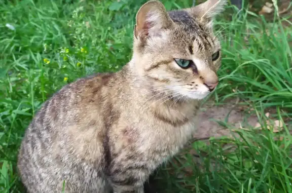Найден котик-подросток на ул. Токарева, 12, Сестрорецк