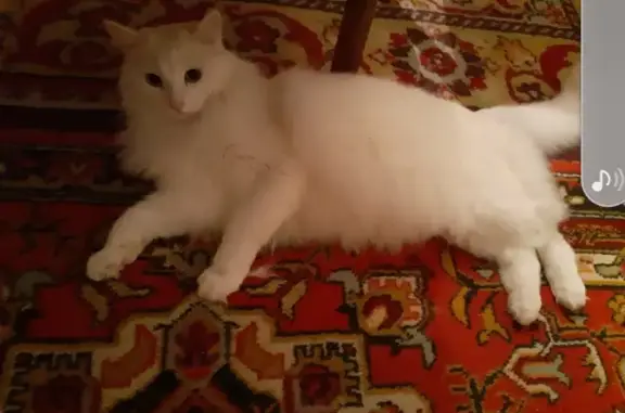 Пропала кошка Большой белый кот, 7 лет, Бель. 65, Павлино