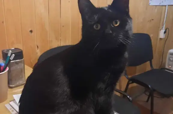 Пропала черная кошка с желтыми глазами в Сертоловском поселении