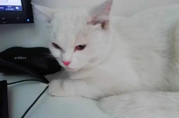Потерянная беленькая кошка, ул. Юрия Гагарина, Уфа