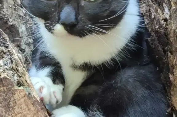 Кошка Котик найдена в лесу 4, Новодрожжино