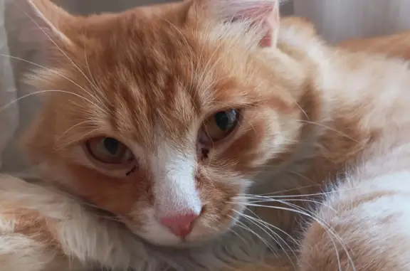 Найден рыжий кот, ул. Грибоедова, 13, Тюмень