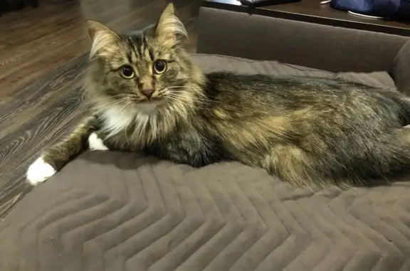 Кошки потеряшки, Киров, фото: Потеряшка кошка породы 