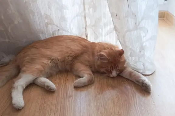 Найдена кошка: рыжий кот, ул. Грибоедова 13, Тюмень