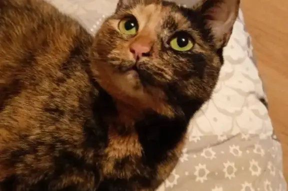 Кошки потеряшки, Санкт-Петербург, фото: Потеряшка кошка, Люблинский пер., 2/5, СПб