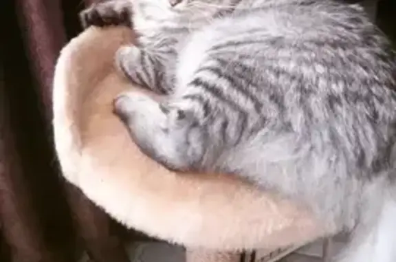 Кошки потеряшки, Краснодар, фото: Потеряшка кошка в Краснодаре, нужна помощь!