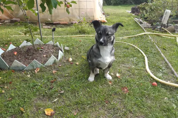 Пропала собака Найда после взрывов в Новосибирске