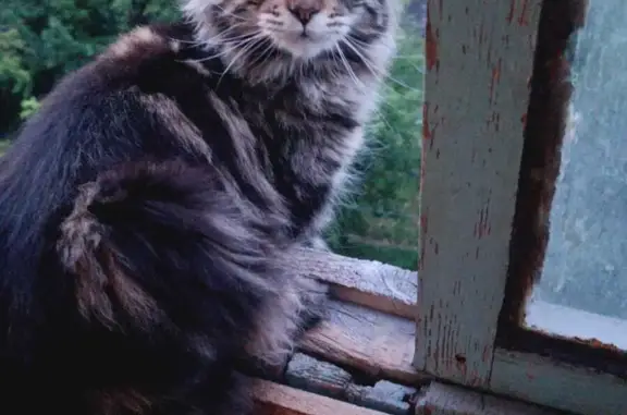 Кошки потеряшки, Москва, фото: Потеряшка кошка Козявка, Москва, проезд № 6224