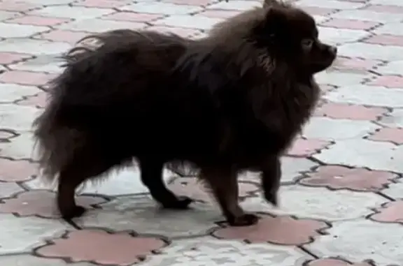 Пропала собака Малый шпиц, шоссе Космонавтов, 164Б, Пермь