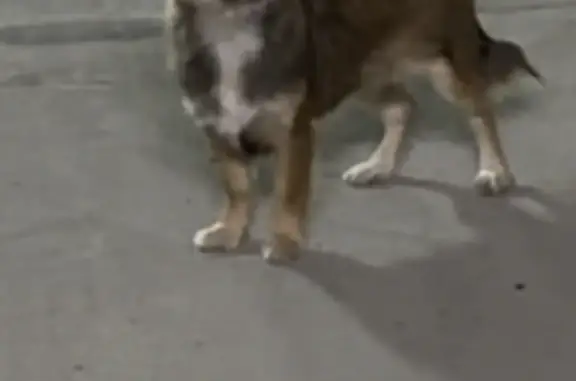 Найдена собака: длинношерстная чихуахуа, ул. Обручева, 13 с2, Москва