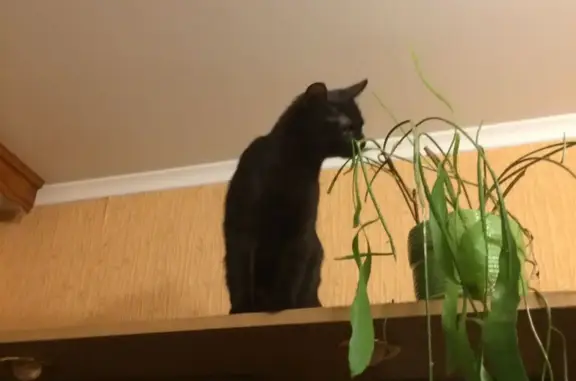 Кошки потеряшки, Санкт-Петербург, фото: Потеряшка кошка Джессика, Коломяжский пр-т, 15 к2, СПб