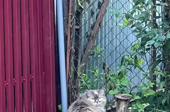 Кошки потеряшки, Богородский городской округ, фото: Потеряшка кошка Пушистая, дымчатая с оранжевыми вкраплениями, Моск. обл.