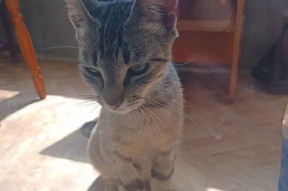 Найдена кошка на Набережной Афанасия Никитина