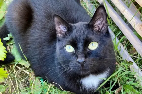 Пропал черный кот без ошейника в 11