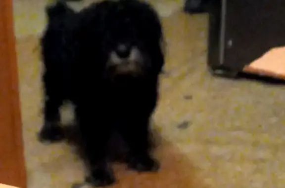 Собаки потеряшки, Чита, фото: Потеряшка собака Багиоа, чёрная, ул. Ленина, Чита