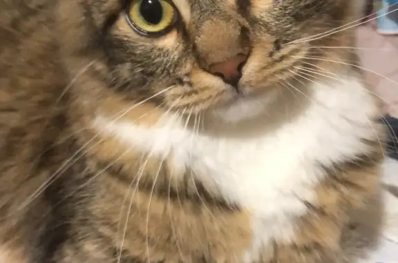 Кошки потеряшки, Санкт-Петербург, фото: Потеряшка кошка на Бумажной ул., 1, СПб